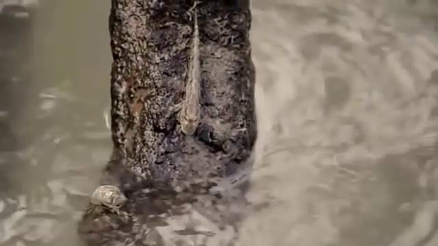 Home (Sundarbans Forest) of Royal Bengal Tiger смотреть онлайн