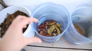 КОМПОСТ на балконе из сподручной органики, Сахалин.