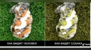 КАК видят мир Животные