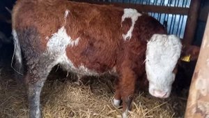 Содержание КРС на улице! Личный опыт! Как это отражается на быках?