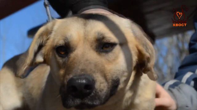 Каркуша ищет дом смотреть онлайн