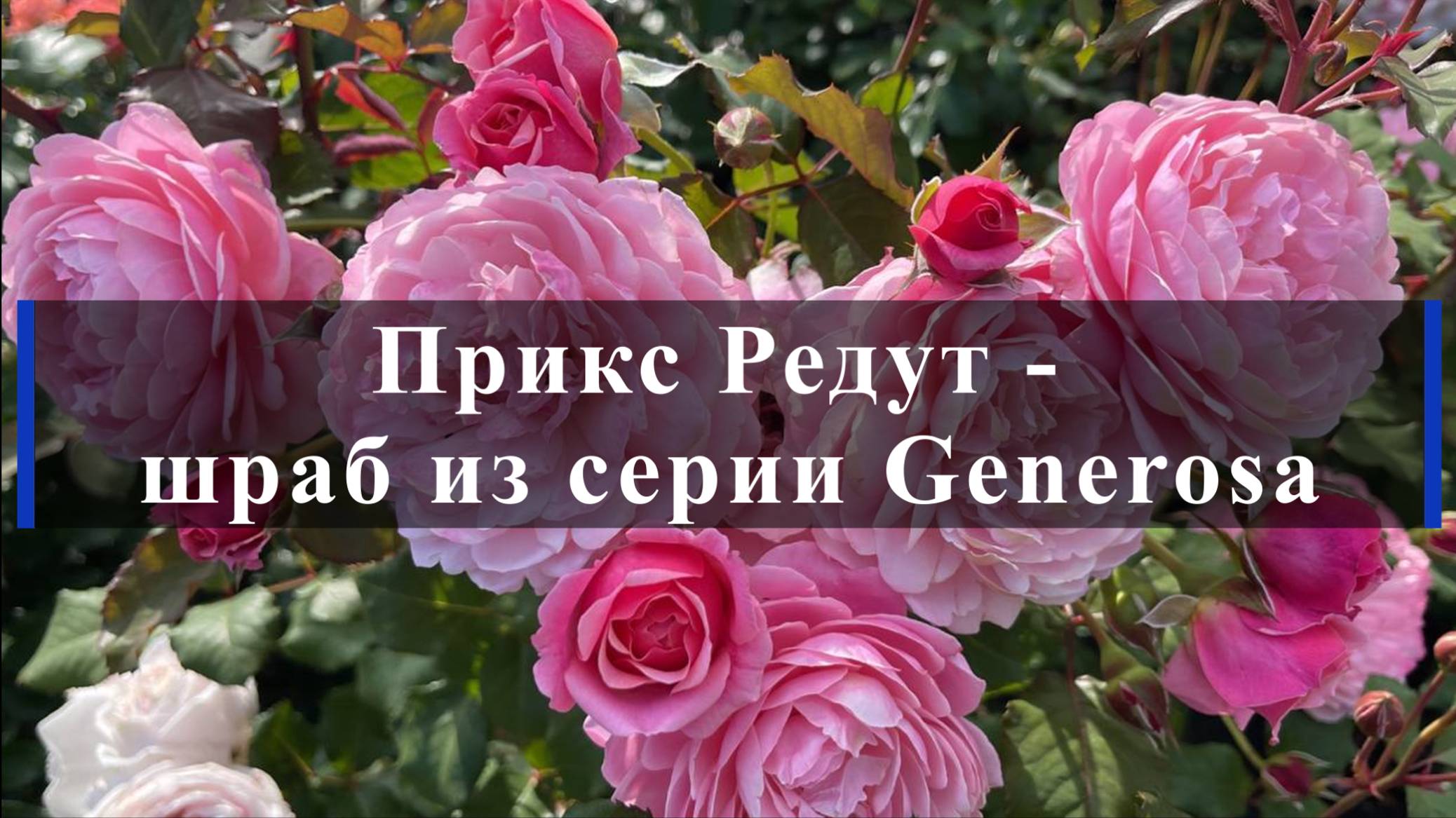 Роза Прикс Редут - шраб из серии Generosa