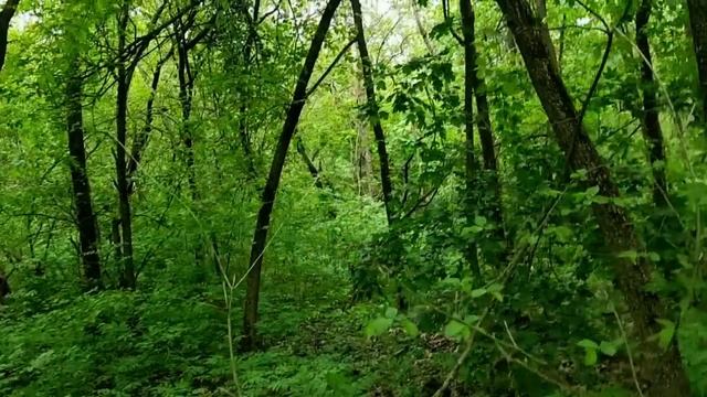 САМВЕЛ АДАМЯН РОКСОЛАНА - РЕЦЕНЗИЯ. САМЫЙ ЧЕСТНЫЙ ОТЗЫВ смотреть онлайн