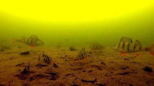 Подводные съемки / Реакция окуня на балду