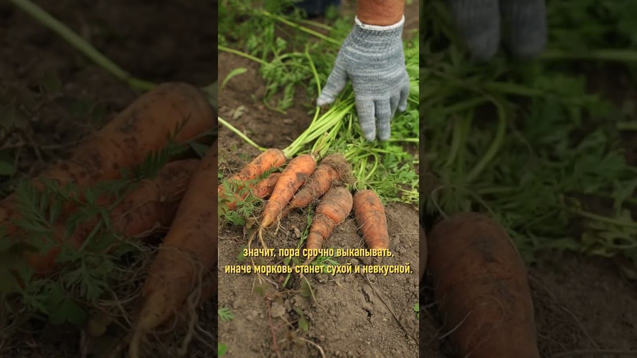 Морковь до весны будет сочной и не загниет! Как правильно убирать морковь