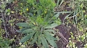 ФАЦЕЛИЯ И СИНЯК ПРОВЕРЯЕМ ПОСЕВЫ.14.05.2021.