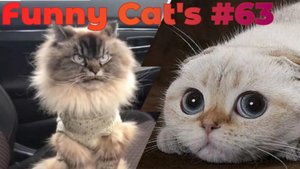 Смешные коты #63.mp4