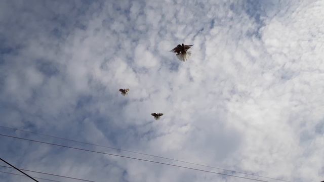 Голуби. Всех с ВОЗДВИЖЕНИЕМ. 27.09.22. смотреть онлайн