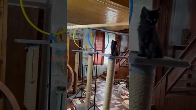 Утренняя зарядка котёнка Чепусика 2 месяца и 22 дня от роду ? #умныйкот