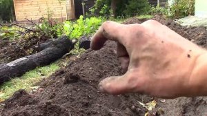 Эта грядка будет давать 300% урожая без прополки и полива - Грядка Розума - Бублика