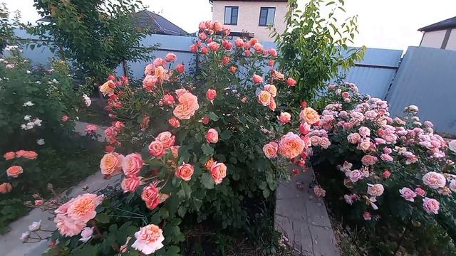 Розы, вечер смотреть онлайн