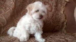 Мальтийская болонка 2.5 месяца