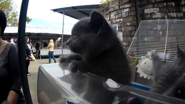 Красавицы Кошки и Котята на Птичьем Рынке на Куреневке в Киеве! смотреть онлайн