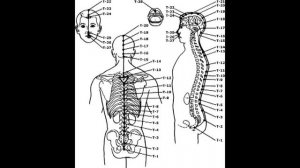 Биоэнергетика человека (часть __55)