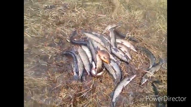 Синявинские карьеры, Весенний улов смотреть онлайн