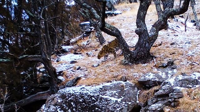 Леопард в пещере смотреть онлайн