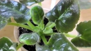 ОТКУДА БЕРЕТСЯ ЦИКЛАМЕНОВЫЙ КЛЕЩ НА КОМНАТНЫХ РАСТЕНИЯХ.
