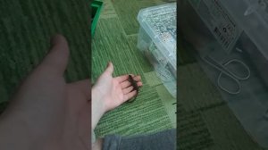 Как определить пол у прыткой Ящерицы