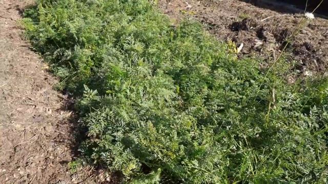 ПАН156 Наш БИОгумус лучшее органическое удобрение Здоровый урожай Плодородие смотреть онлайн