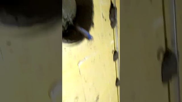 монтаж демпферной ленты,маяки установлены по уровню! смотреть онлайн