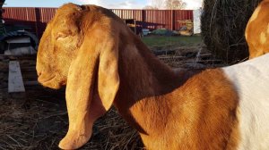 В МИРЕ ЖИВОТНЫХ PATERI GOATS