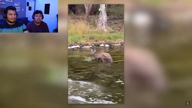 React Monday #12 Save The Animals смотреть онлайн