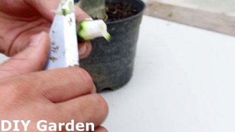 How to graft Adenium obesum plant at home