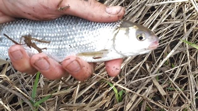 Вырезуб, р.Дон, Новоживотинное, апр_2016 смотреть онлайн