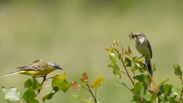 Жёлтая трясогузка смотреть онлайн