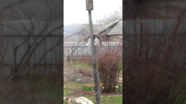 Котейка получил от скворца по попе смотреть онлайн