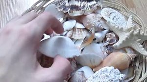 ракушки из Турции