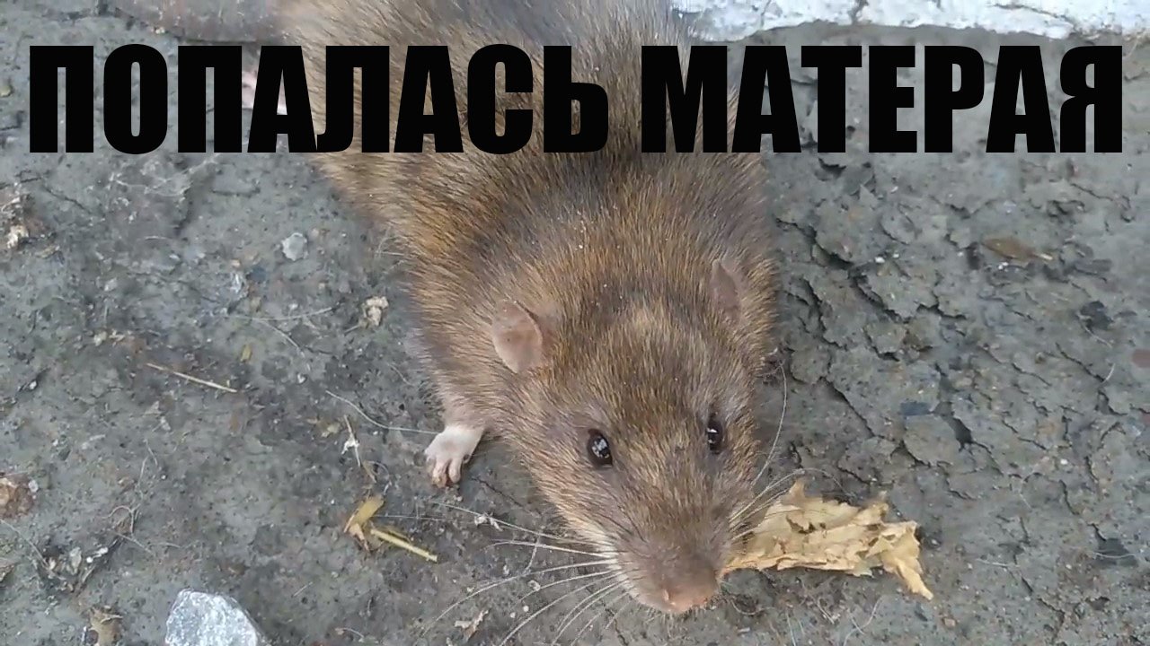 наконец то я ее поймал.Хитрая крыса