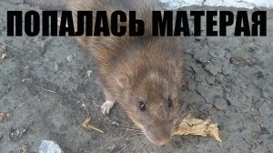 наконец то я ее поймал.Хитрая крыса
