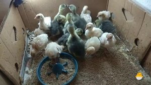 Индюшата и гусята, совместное содержание! Подводим итоги вылупления гусят и индюшат.