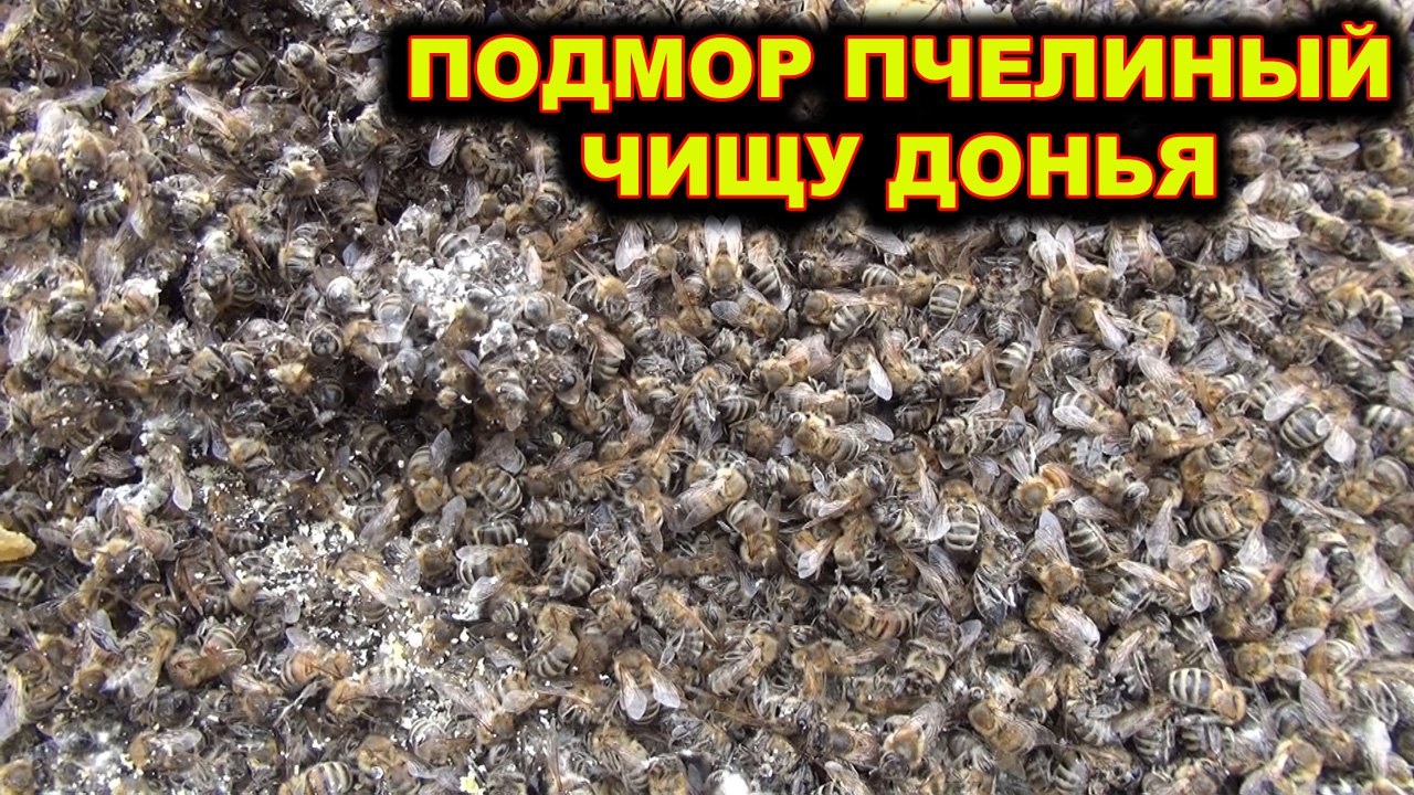 Подмор пчелиный. Где взять?