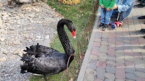 black Swan Адский Чёрный лебедь атакует