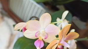 Топ самых ароматных орхидей фаленопсис в моей коллекции. Ароматные малыши.