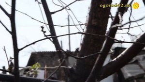 О прививке черешни на вишню степную в Сибири