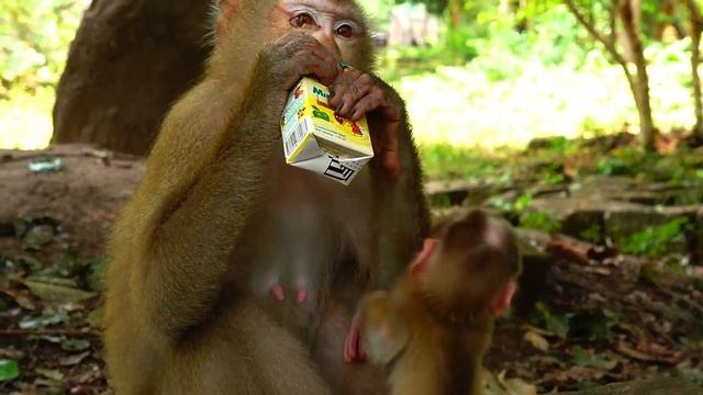 sweet talk to us with Lucie, best react when alert her name, tell us that need milk, but Luna drin смотреть онлайн