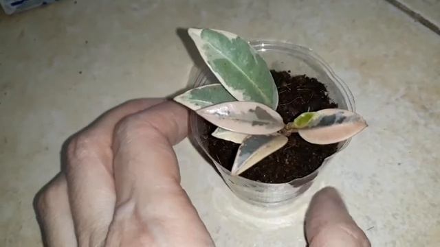 Фикус мелани вариегатная, моя новинка??? смотреть онлайн