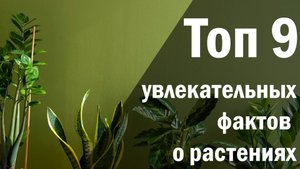 Топ 9 увлекательных фактов о растениях