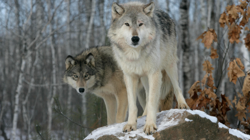 «Зверь запрограммирован убивать»: в Курганской области волк растерзал женщину