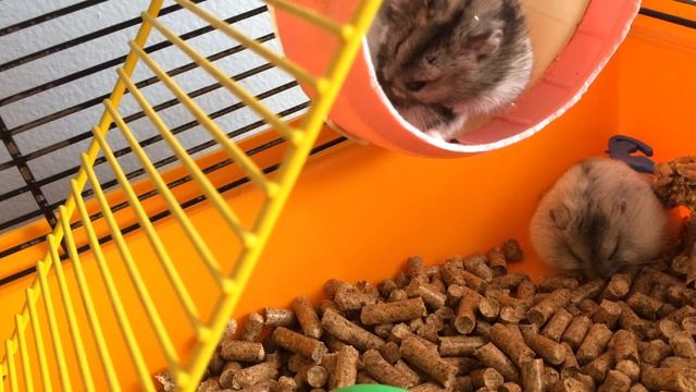 Какие фрукты ? и овощи ? можно давать Джунгарским Хомякам.