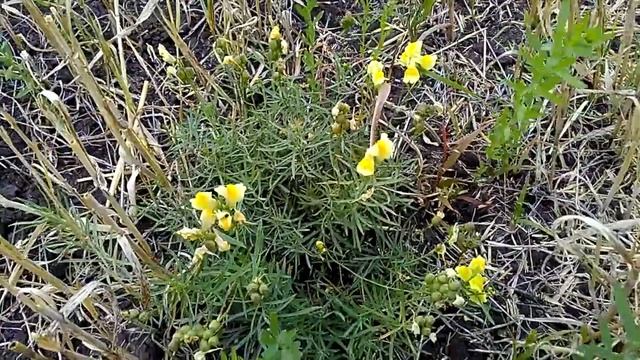 Сентябрьские цветы в Сибири_September flowers in Siberia