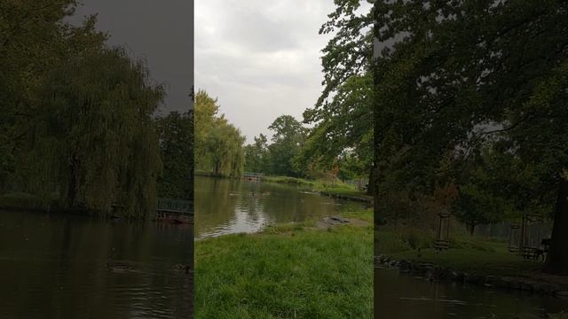 Rain at Stromovka park, Prague