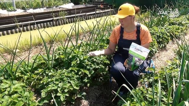 Наливайся, ягодка-клубничка. Чем  подкормить клубнику садовую во время плодоношения