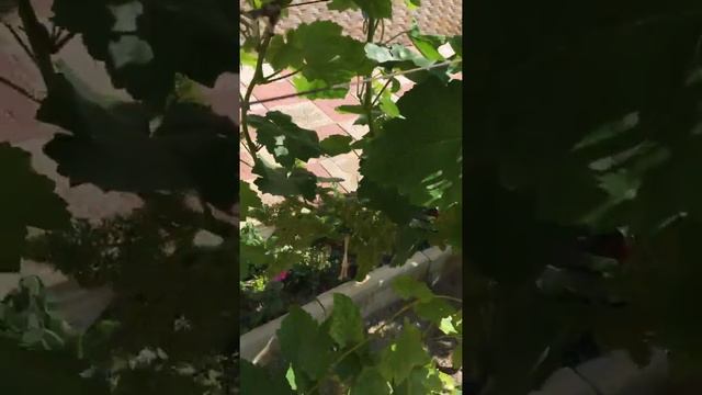 Обзор цветения Кишмиш Цитронный Володар Велес а также Валёк Татр и Преображение !!! смотреть онлайн