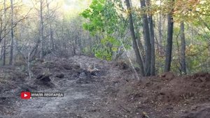 Новые для науки «дерзкие» амурские тигры попали на видео в Приморье.