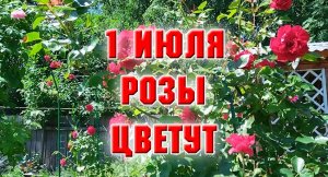 1 июля. Розы цветут.mp4