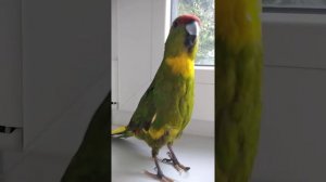 Попугай какарик скачет по подоконнику и изучает мир